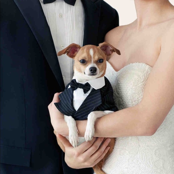 Dog suit. Size M - Picture 2 of 8